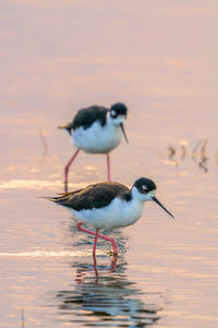 Black necked stilts wading in shallow water at sunrise.