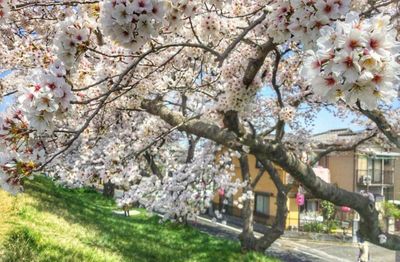 Cherry blossom tree in city