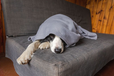 High angle view of dog lying on sofa at home