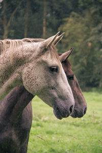 Close-up of horse