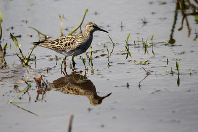 Sandpiper on a lake