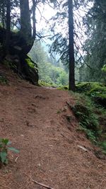 Scenic view of forest