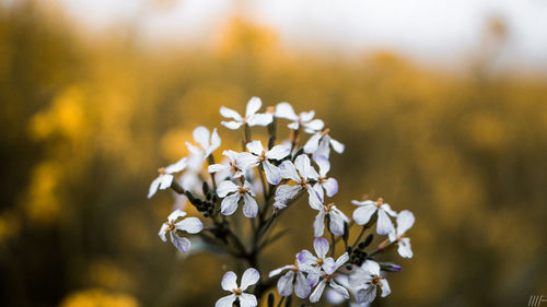 Close-up of white flowering plant
