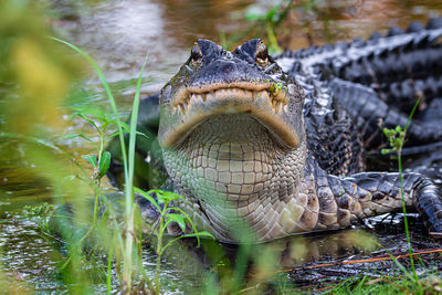 Portrait of a reptile in the sea