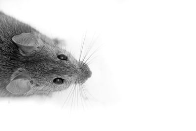 High angle view of rodent on white background