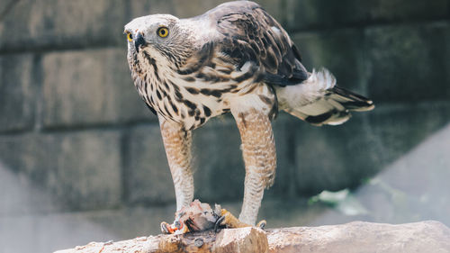 Close-up of owl perching on rock