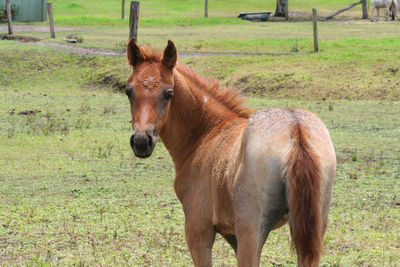 Horse standing in a field