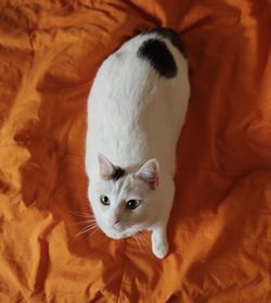 High angle view of white kitten