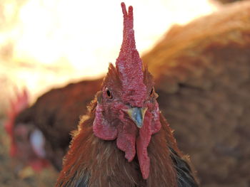 Close-up of rooster