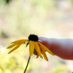 Close-up of yellow flower