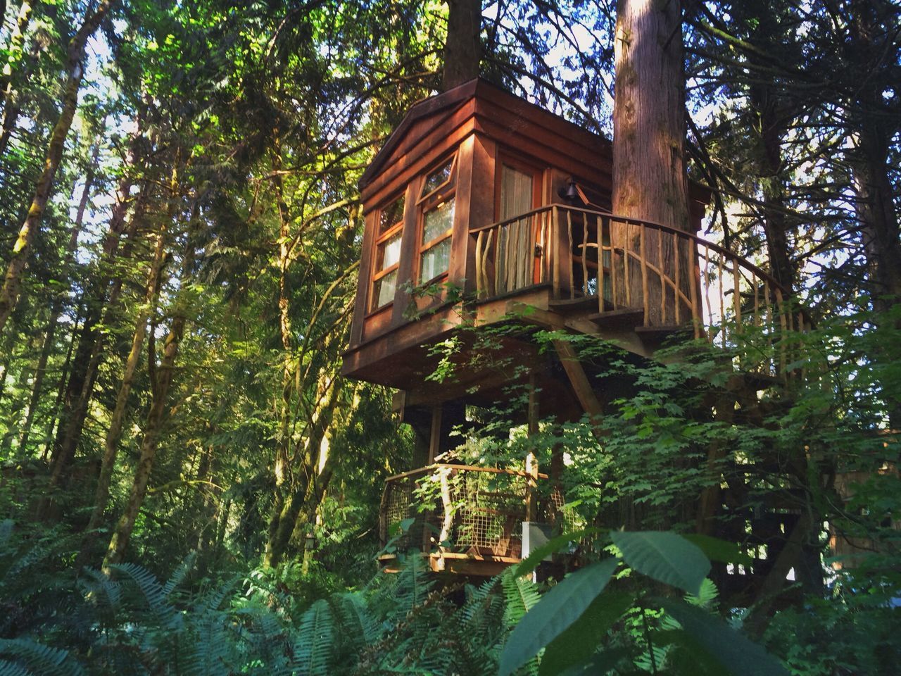 tree, growth, tree trunk, built structure, green color, building exterior, plant, architecture, branch, nature, tranquility, low angle view, sunlight, day, outdoors, no people, leaf, growing, wood - material, forest