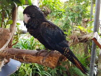 Close-up of bird perching on tree