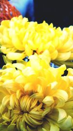 Close-up of yellow flowers