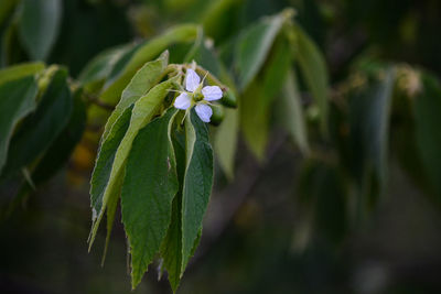 Close-up of flowering plant