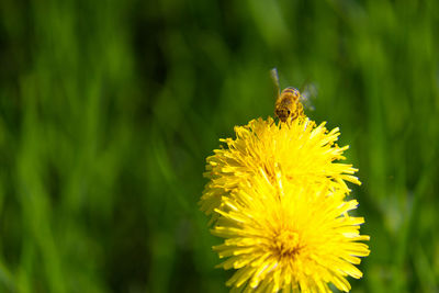 Close-up of bee on yellow flower