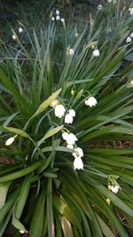 Close-up of white flowering plants