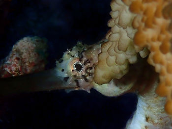 Close-up of coral in sea