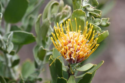 Close-up of flowering plant