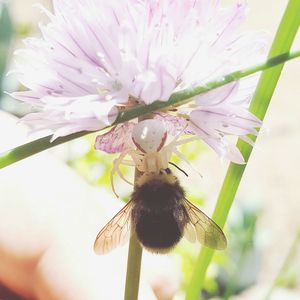 Close-up of bee on pink flower