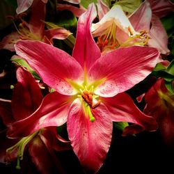 Close-up of day lily blooming outdoors