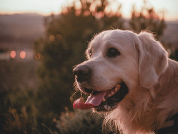 Close-up of dog looking away