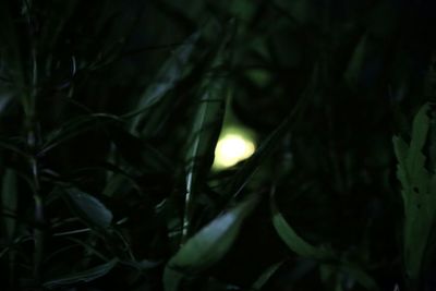 Close-up of leaves at night