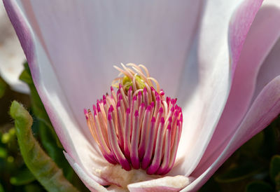 Close-up of pink flower