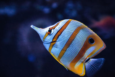 Close-up of fish swimming in aquarium