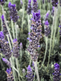 Close-up of lavender blooming on field