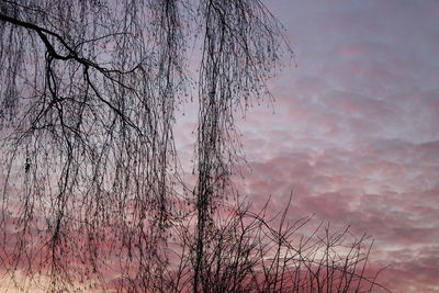 Low angle view of bare tree against sky during sunset