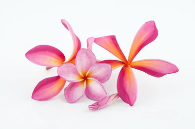 Close-up of pink flowers against white background