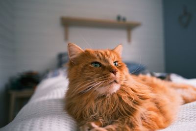 Cat relaxing on bed at home