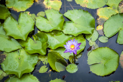 Close-up of lotus water lily in pond