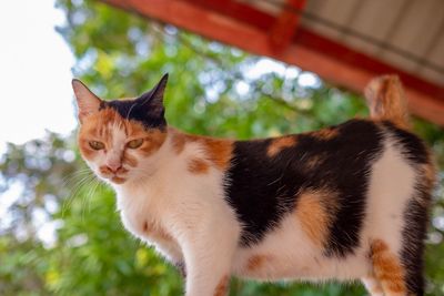 Close-up portrait of a cat looking away