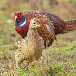 Close-up of two birds on land