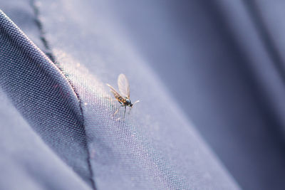 Close-up of an insect