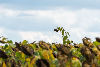 Close-up of plant growing on land against sky