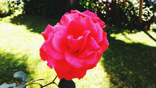 Close-up of pink rose