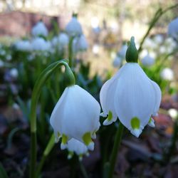 Close-up of white flowering plant