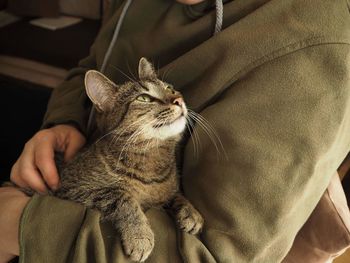 Close-up of hand holding cat