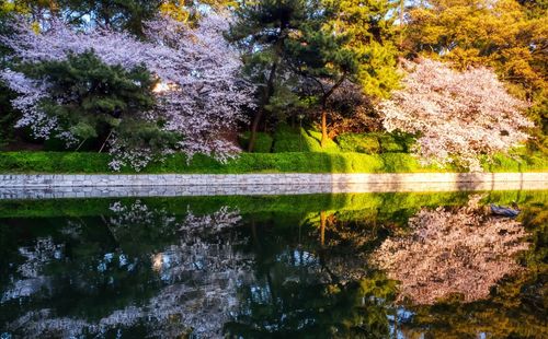 Reflection of trees in lake