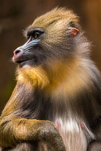 Close up of gorilla in zoo