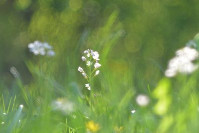 Close-up of white flowering plant on field