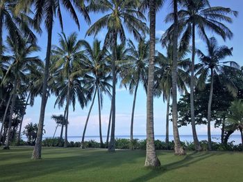 Palm trees on beach against sky