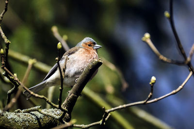 Close-up of bird perching on branch