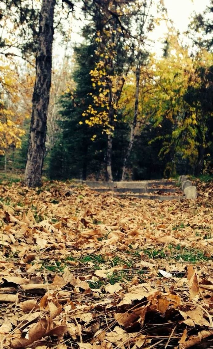 tree, autumn, forest, leaf, tranquility, change, nature, season, tranquil scene, growth, tree trunk, beauty in nature, scenics, fallen, woodland, landscape, falling, dry, non-urban scene, day