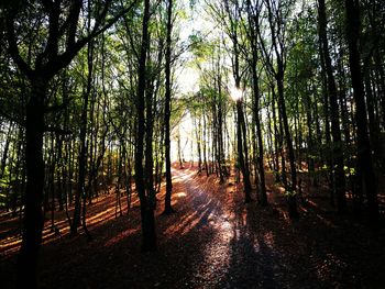 Sunlight streaming through trees in forest