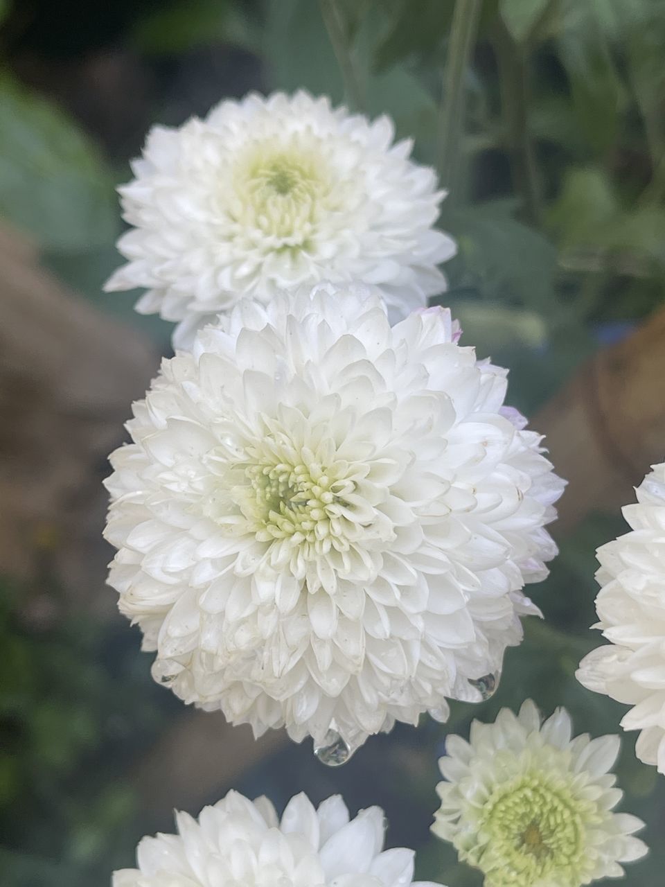 CLOSE-UP OF WHITE ROSES