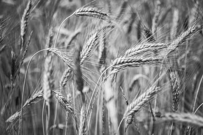 Close-up of wheat growing on field