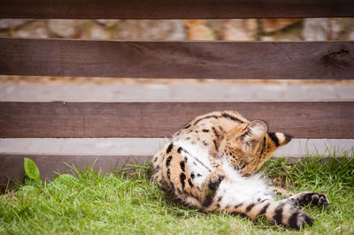 Close-up of wild cat resting at zoo